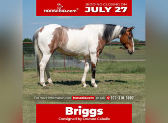 American Paint Horse, Wallach, 9 Jahre, Schecke