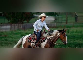 American Paint Horse, Wallach, 9 Jahre, Schecke
