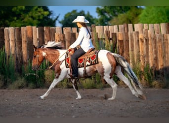 American Paint Horse, Wallach, 9 Jahre, Schecke
