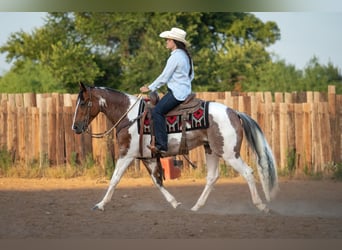 American Paint Horse, Wallach, 9 Jahre, Schecke