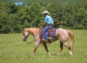 American Paint Horse, Yegua, 10 años, 152 cm, Ruano alazán