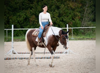 American Paint Horse Mestizo, Yegua, 10 años, 155 cm, Tobiano-todas las-capas