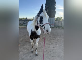 American Paint Horse, Yegua, 10 años, 156 cm, Pío
