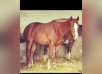 American Paint Horse, Yegua, 10 años, 157 cm, Alazán