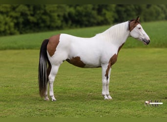 American Paint Horse, Yegua, 10 años, Pío
