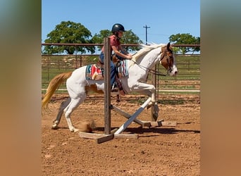American Paint Horse, Yegua, 10 años, Pío