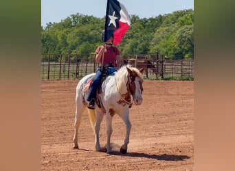 American Paint Horse, Yegua, 10 años, Pío