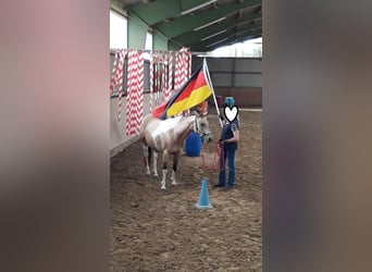 American Paint Horse, Yegua, 11 años, 148 cm, Buckskin/Bayo