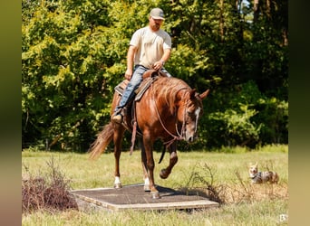 American Paint Horse, Yegua, 11 años, 152 cm, Alazán rojizo