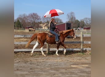 American Paint Horse, Yegua, 11 años, 152 cm, Overo-todas las-capas