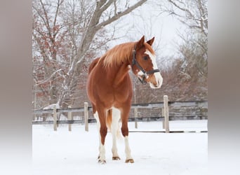 American Paint Horse, Yegua, 11 años, 152 cm, Overo-todas las-capas