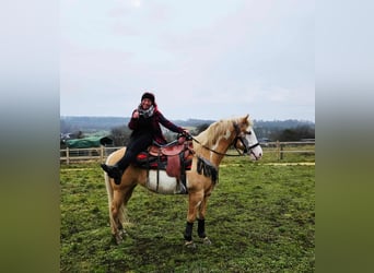 American Paint Horse, Yegua, 11 años, 157 cm, Overo-todas las-capas