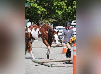 American Paint Horse, Yegua, 11 años, 163 cm, Overo-todas las-capas