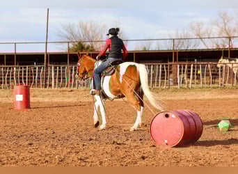 American Paint Horse, Yegua, 12 años, 150 cm, Pío