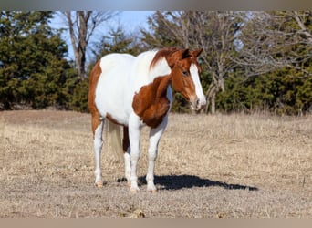 American Paint Horse, Yegua, 12 años, 150 cm, Pío