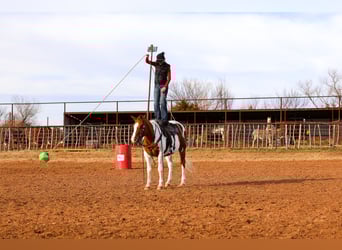 American Paint Horse, Yegua, 12 años, 150 cm, Pío