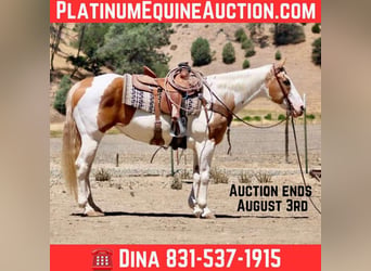 American Paint Horse, Yegua, 12 años, 152 cm, Tobiano-todas las-capas