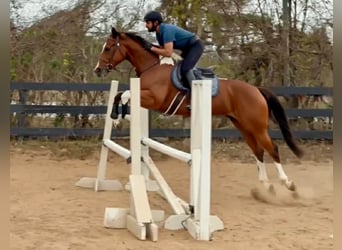 American Paint Horse, Yegua, 12 años, 155 cm, Tobiano-todas las-capas