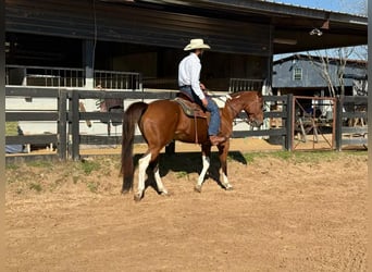 American Paint Horse, Yegua, 12 años, 155 cm, Tobiano-todas las-capas