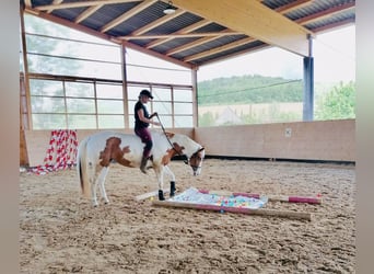 American Paint Horse, Yegua, 12 años, 156 cm, Tovero-todas las-capas