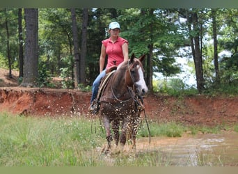 American Paint Horse, Yegua, 12 años, 157 cm, Ruano alazán