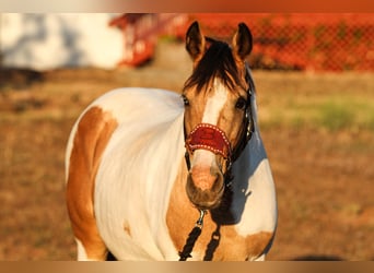 American Paint Horse, Yegua, 13 años, 142 cm, Buckskin/Bayo