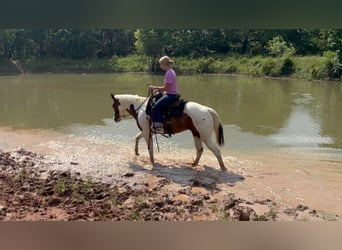 American Paint Horse, Yegua, 13 años, 150 cm, Tobiano-todas las-capas