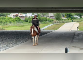 American Paint Horse, Yegua, 13 años, 150 cm, Tobiano-todas las-capas
