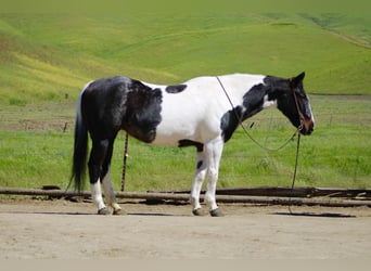 American Paint Horse, Yegua, 13 años, 150 cm, Tobiano-todas las-capas