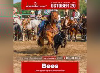 American Paint Horse, Yegua, 13 años, 155 cm, Castaño rojizo