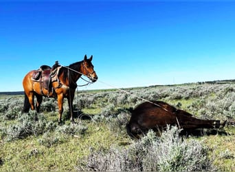 American Paint Horse, Yegua, 13 años, 155 cm, Castaño rojizo