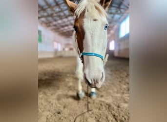 American Paint Horse, Yegua, 13 años, 156 cm, Tovero-todas las-capas