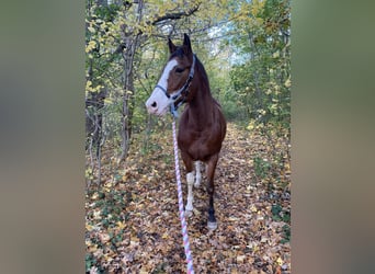 American Paint Horse, Yegua, 13 años, 160 cm, Overo-todas las-capas