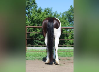 American Paint Horse, Yegua, 13 años, 170 cm, Tobiano-todas las-capas
