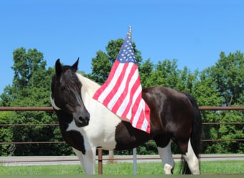 American Paint Horse, Yegua, 13 años, 170 cm, Tobiano-todas las-capas