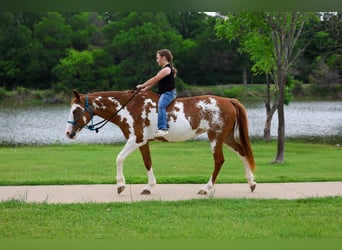 American Paint Horse, Yegua, 14 años, 142 cm, Pío