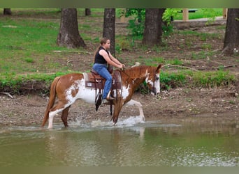 American Paint Horse, Yegua, 14 años, 142 cm, Pío