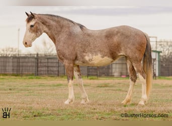 American Paint Horse, Yegua, 14 años, 150 cm, Castaño-ruano