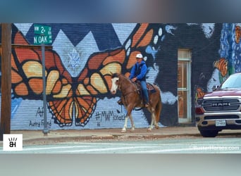 American Paint Horse, Yegua, 14 años, 150 cm, Castaño-ruano