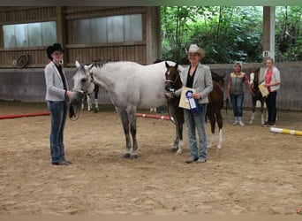 American Paint Horse, Yegua, 14 años, 153 cm