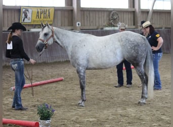 American Paint Horse, Yegua, 14 años, 153 cm, Tordo