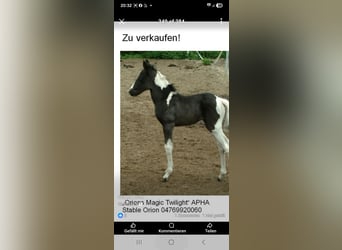 American Paint Horse, Yegua, 14 años, Tobiano-todas las-capas