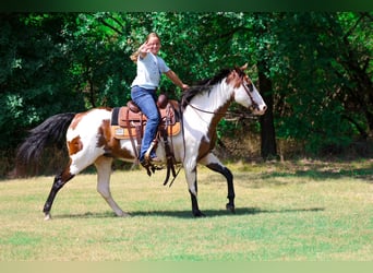 American Paint Horse, Yegua, 15 años, 142 cm, Overo-todas las-capas