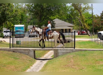 American Paint Horse, Yegua, 15 años, 142 cm, Overo-todas las-capas