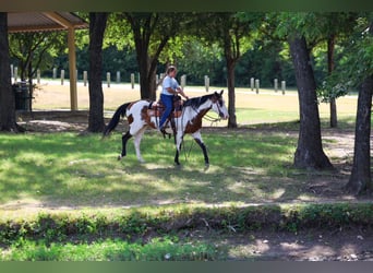 American Paint Horse, Yegua, 15 años, 142 cm, Overo-todas las-capas