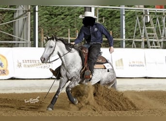 American Paint Horse, Yegua, 15 años, 147 cm, Tordo