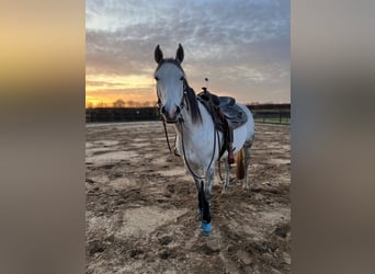 American Paint Horse, Yegua, 15 años, 147 cm, Tordo