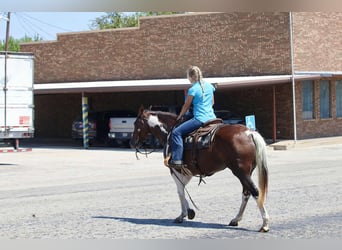 American Paint Horse, Yegua, 15 años, 150 cm, Tobiano-todas las-capas