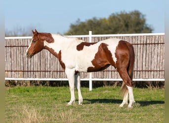 American Paint Horse, Yegua, 15 años, 152 cm, Alazán-tostado