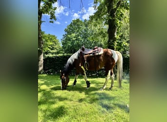 American Paint Horse, Yegua, 15 años, 153 cm, Tobiano-todas las-capas